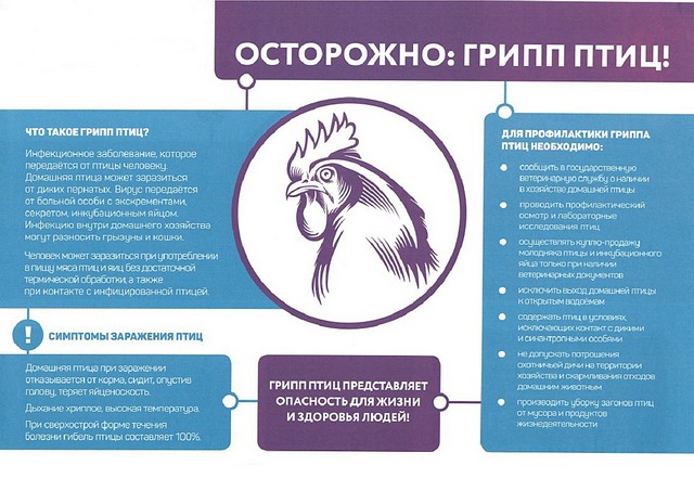 Грипп птиц